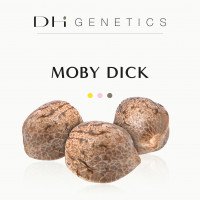 Graines CBD - Moby dick