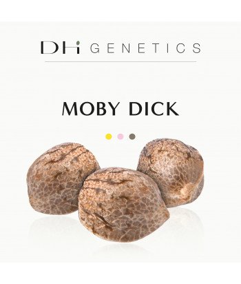 CBD-Samen - Moby Dick