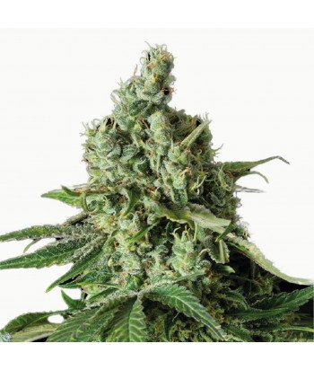 CBD-Samen - Elletta-Kamille EU