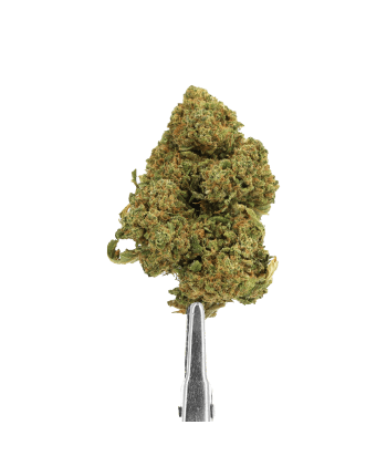 Flor de CBD de calidad - Tutti Frutti