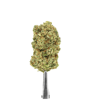 CBD Hydro Flores