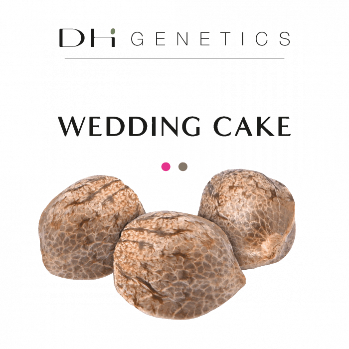 THC seed - Weeding cake