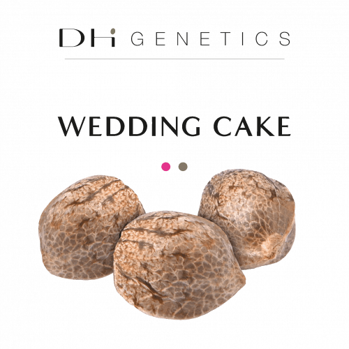 Semillas de THC - Pastel de escarda