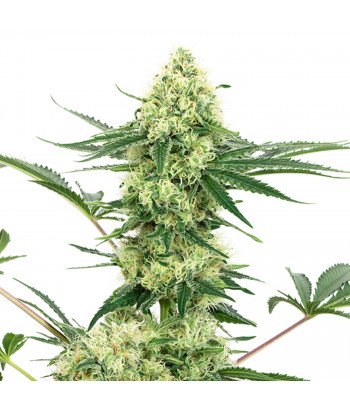 Semilla de THC