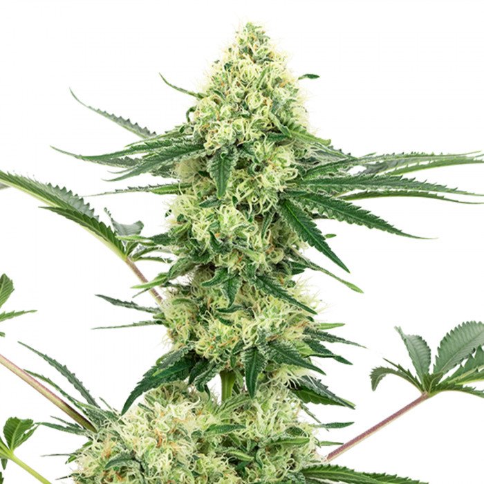 Semilla de THC