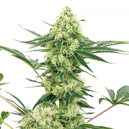 Semilla de THC