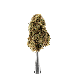 FLOR DE CBD