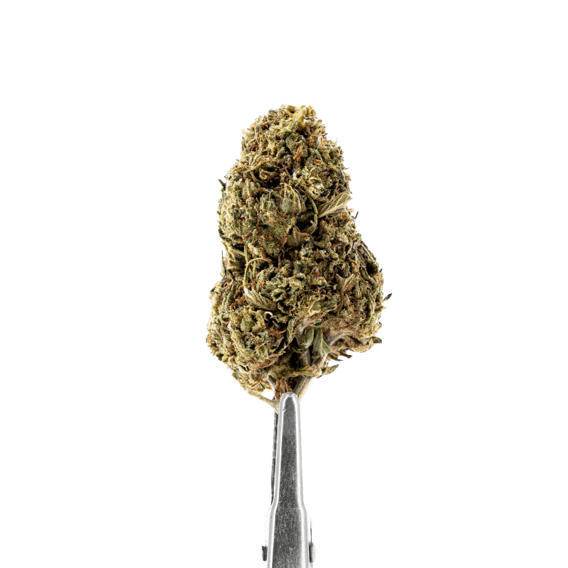 CBD-BLUME