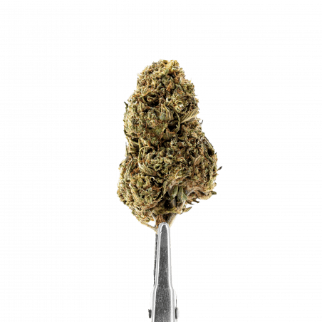 CBD BLOEM