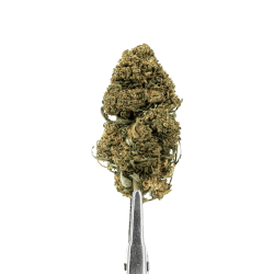 FLEUR HDH - GRAPE APE