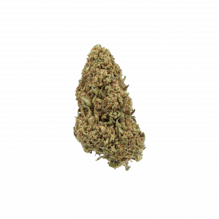 cBD ORANGE BUD GREENHOUSE flores