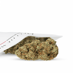 cBD-Blume WHITE WIDOW