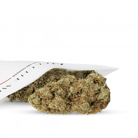 cBD-Blume WHITE WIDOW
