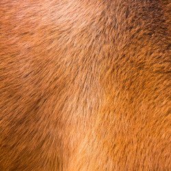 Animaux CBD