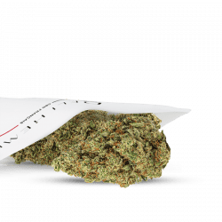 CBD-Blumen Hydroponik