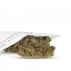 CBD PAARSE BLOEM