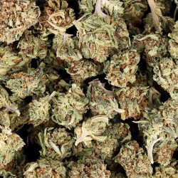 SMALL BUD VRAC CBD