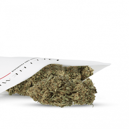 cbd amnesia groene huisbloem