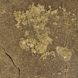 hasj CBG