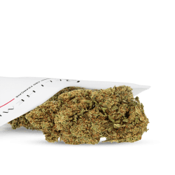 CBD-Blüten im Großhandel