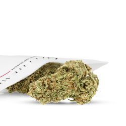 CBD-Blume - Hydroponik
