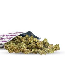 PEQUEÑO BUD INDOOR MAYORISTA CBD