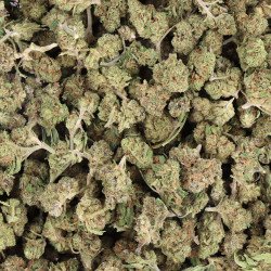 Bulk small bud CBD