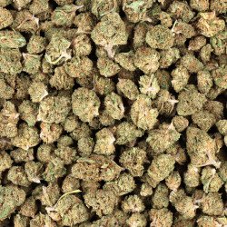 Small bud en gros CBD