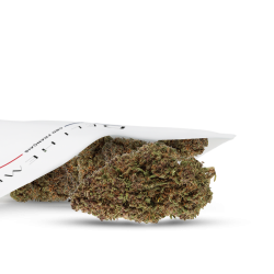 grossiste fleur indoor