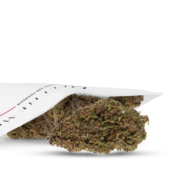 grossiste fleur indoor